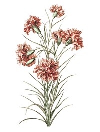 Vintage illustration of six carnations