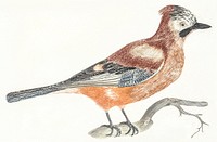 A Jay by <a href="https://www.rawpixel.com/search/Johan%20Teyler?sort=curated&amp;page=1">Johan Teyler</a> (1648-1709). Original from The Rijksmuseum. Digitally enhanced by rawpixel.