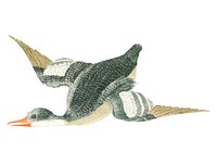Vintage illustration of a flying duck