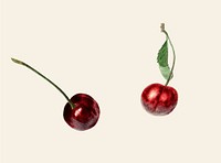 Vintage illustration of cherries