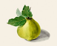 Vintage illustration of pear