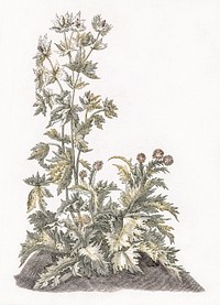 Blooming thistles by <a href="https://www.rawpixel.com/search/Johan%20Teyler?sort=curated&amp;page=1">Johan Teyler</a> (1648-1709). Original from The Rijksmuseum. Digitally enhanced by rawpixel.