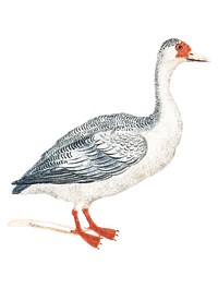 Vintage illustration of a Goose