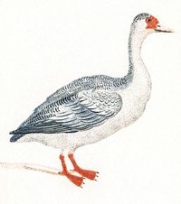 A Goose by <a href="https://www.rawpixel.com/search/Johan%20Teyler?sort=curated&amp;page=1">Johan Teyler</a> (1648-1709). Original from The Rijksmuseum. Digitally enhanced by rawpixel.