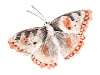 Vintage illustration of a butterfly