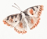 A butterfly by <a href="https://www.rawpixel.com/search/Johan%20Teyler?sort=curated&amp;page=1">Johan Teyler</a> (1648-1709). Original from The Rijksmuseum. Digitally enhanced by rawpixel.