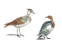 Vintage illustration of a Lapwing and a Duck