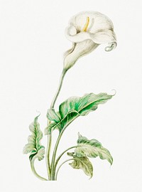 Vintage illustration of White arum