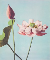 Beautiful photomechanical prints of Lotus Flowers (1887&ndash;1897) by Ogawa Kazumasa. Original from The Rijksmuseum. Digitally enhanced by rawpixel.
