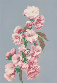 Beautiful photomechanical prints of Cherry Blossom (1887&ndash;1897) by <a href="https://www.rawpixel.com/search/Ogawa%20Kazumasa?sort=curated&amp;page=1">Ogawa Kazumasa</a>. Original from The Rijksmuseum. Digitally enhanced by rawpixel.