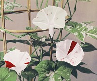 Beautiful photomechanical prints of Striped Bindweed Flowers (1887&ndash;1897) by <a href="https://www.rawpixel.com/search/Ogawa%20Kazumasa?sort=curated&amp;page=1">Ogawa Kazumasa</a>. Original from The Rijksmuseum. Digitally enhanced by rawpixel.