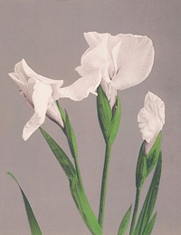Beautiful photomechanical prints of White Irises (1887&ndash;1897) by <a href="https://www.rawpixel.com/search/Ogawa%20Kazumasa?sort=curated&amp;page=1">Ogawa Kazumasa</a>. Original from The Rijksmuseum. Digitally enhanced by rawpixel.