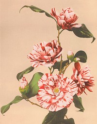 Beautiful photomechanical prints of Striped Camellias (1887&ndash;1897) by <a href="https://www.rawpixel.com/search/Ogawa%20Kazumasa?sort=curated&amp;page=1">Ogawa Kazumasa</a>. Original from The Rijksmuseum. Digitally enhanced by rawpixel.
