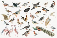 Various species of birds by <a href="https://www.rawpixel.com/search/Johan%20Teyler?sort=curated&amp;page=1">Johan Teyler</a> (1648-1709). Original from Rijks Museum. Digitally enhanced by rawpixel.