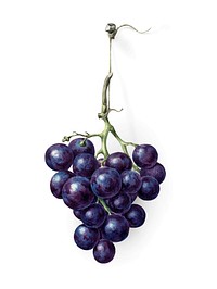 Bunch of blue grapes by <a href="https://www.rawpixel.com/search/Jean%20Bernard?sort=curated&amp;page=1">Jean Bernard</a> (1775-1883). Original from the Rijks Museum. Digitally enhanced by rawpixel.