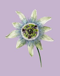 Passion Flower (1825) by <a href="https://www.rawpixel.com/search/Jean%20Bernard?sort=curated&amp;page=1">Jean Bernard</a> (1775-1883). Original from the Rijks Museum. Digitally enhanced by rawpixel.