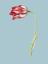 Pink tulip by <a href="https://www.rawpixel.com/search/Jean%20Bernard?sort=curated&amp;page=1">Jean Bernard</a> (1775-1883). Original from the Rijks Museum. Digitally enhanced by rawpixel.
