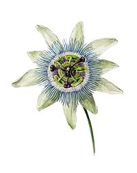 Passion Flower (1825) by <a href="https://www.rawpixel.com/search/Jean%20Bernard?sort=curated&amp;page=1">Jean Bernard</a> (1775-1883). Original from the Rijks Museum. Digitally enhanced by rawpixel.
