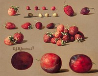 Strawberries and plums (1828&ndash;1882) by Dirk Jan Hendrik Joosten. Original from The Rijksmuseum. Digitally enhanced by rawpixel.