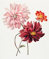 Dahlias by Willem Hekking (I) (1806 &ndash;1862). Original from the Rijksmuseum. Digitally enhanced by rawpixel.