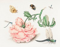 A Rose and Five Insects (1618) attributed to Christoffel van den Berghe. Original from The Rijksmuseum. Digitally enhanced by rawpixel.