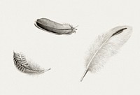 Study of three feathers (1813&ndash;1838) by Dirk Salm. Original from The Rijksmuseum. Digitally enhanced by rawpixel.