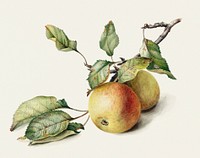 Two apples on a branch (1834&ndash;1895) by Johannes Reekers (II). Original from The Rijksmuseum. Digitally enhanced by rawpixel.
