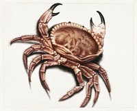 Crab by anonymous (1560&ndash;1585). Original from The Rijksmuseum. Digitally enhanced by rawpixel.