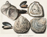 Oysters, Mussels and Moon Horn by anonymous (1560&ndash;1585). Original from The Rijksmuseum. Digitally enhanced by rawpixel.