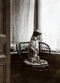 Sitting dog in a chair by a window (1900&ndash;1910) by anonymous. Original from The Rijksmuseum. Digitally enhanced by rawpixel.