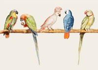 Vintage parrot variety perched on the branch illustration vector