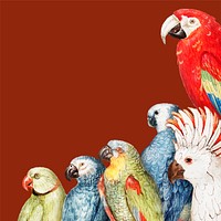 Vintage parrot variety border frame vector