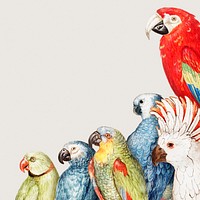 Vintage parrot variety border frame illustration