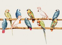 Vintage parrot variety perched on the branch illustration