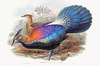 Lophophorus L'Huysi (1850&ndash;1883) print in high resolution by John Gould and Henry Constantine Richter. Original from The Minneapolis Institute of Art. Digitally enhanced by rawpixel.