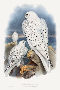 Greenland Falcon (1862&ndash;1873) print in high resolution by John Gould. Original from The Minneapolis Institute of Art. Digitally enhanced by rawpixel.