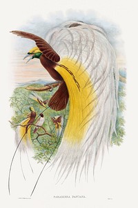 Paradisea Papuana; Papuana Bird of Paradise (1875&ndash;1888) print in high resolution by John Gould and William Matthew Hart. Original from The Minneapolis Institute of Art. Digitally enhanced by rawpixel.
