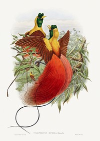 Loddigesia Mirabilis (1849&ndash;1887) print in high resolution by John Gould and William Matthew Hart. Original from The Minneapolis Institute of Art. Digitally enhanced by rawpixel.