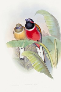 Harpactes Kasumba (1850&ndash;1883) print in high resolution by John Gould, Henry Constantine Richter and Charles Joseph Hullmandel. Original from The Minneapolis Institute of Art. Digitally enhanced by rawpixel.