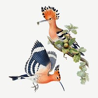 Hoopoes bird vector animal art print, remixed from artworks by John Gould, Henry Constantine Richter and Charles Joseph Hullmandel