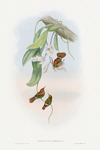 The family of hummingbirds (1861) print in high resolution by John Gould. Original The Beinecke Rare Book &amp; Manuscript Library. Digitally enhanced by rawpixel.