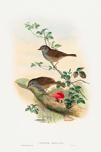 Accentor modularis; Dunnock (1804&ndash;1881) print in high resolution print in high resolution by John Gould and Henry Constantine Richter. Original from The National Gallery of Art. Digitally enhanced by rawpixel.
