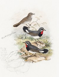 Calliope Tschebaiswi (1804&ndash;1881) print in high resolution by John Gould. Original from Yale Center For British Art. Digitally enhanced by rawpixel.