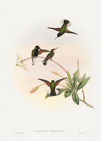 Callipharus nigriventris; Black-bellied Hummingbird (1804&ndash;1908) print in high resolution by John Gould and William Matthew Hart. Original from The National Gallery of Art. Digitally enhanced by rawpixel.