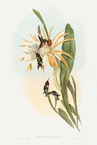 Calothorax heliodori (1804&ndash;1902) print in high resolution by John Gould and Henry Constantine Richter. Original from The National Gallery of Art. Digitally enhanced by rawpixel.