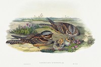 Caprimulgus europaeus; Nightjar (1804&ndash;1902) print in high resolution by John Gould and Henry Constantine Richter. Original from The National Gallery of Art. Digitally enhanced by rawpixel.