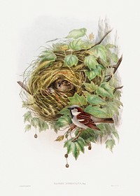 Passer Domesticus; House Sparrow (1873) print in high resolution by John Gould and Henry Constantine Richter. Original The Beinecke Rare Book & Manuscript Library. Digitally enhanced by rawpixel.
