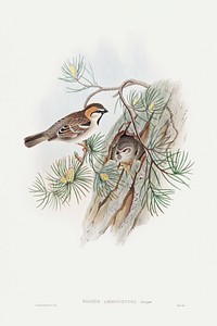 Passer Ammodendri, Severtzow; Turkestan Sparrow (1850&ndash;1883) print in high resolution by John Gould. Original The Beinecke Rare Book &amp; Manuscript Library. Digitally enhanced by rawpixel.