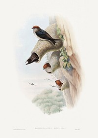 Lagenoplastes Fluvicola; Indian Cliff-Swallow (1850&ndash;1883) print in high resolution by John Gould. Original The Beinecke Rare Book &amp; Manuscript Library. Digitally enhanced by rawpixel.