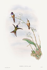 The family of hummingbirds (1887) print in high resolution by John Gould. Original The Beinecke Rare Book & Manuscript Library. Digitally enhanced by rawpixel.